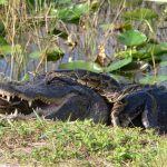 Mãng xà nguy hiểm chết người sẽ vượt qua biên giới Florida?